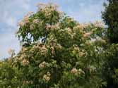 bijenboom