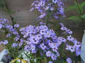 herfstaster - vaste plant