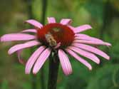 rudbeckia